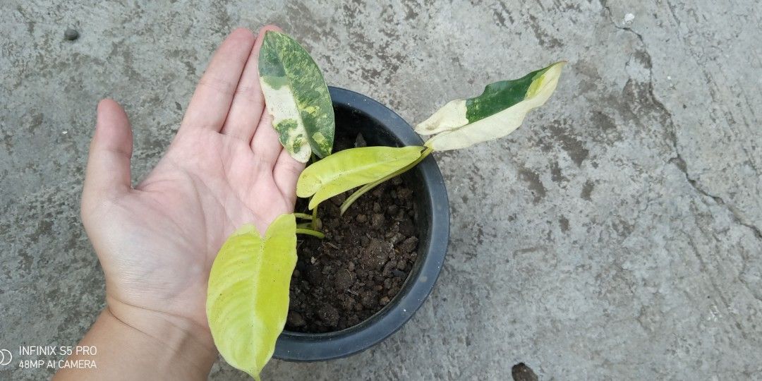 Philodendron Burle Marx Variegated HIGH VAR (Category: Plants & Seeds) located in Bacoor. Submitted by boldwind.9da539 (Listing ID 1218667820, Image 1). Description: **Palugi sale** LOCALLY GROWN. NOT TC. NOT IMPORT. Loc: Camella Springville Heights Molino Bacoor Cavite Other Lalamove pick up locations (by schedule) - BGC - Palmera Homes Taytay Rizal MOP: Gcash | online bank transfer (Security Bank or BPI) 👉Pass sa barat👈 👉Pass sa barat👈.