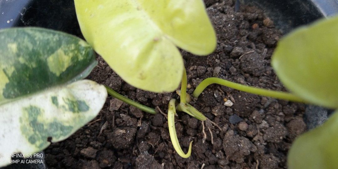Philodendron Burle Marx Variegated HIGH VAR (Category: Plants & Seeds) located in Bacoor. Submitted by boldwind.9da539 (Listing ID 1218667820, Image 3). Description: **Palugi sale** LOCALLY GROWN. NOT TC. NOT IMPORT. Loc: Camella Springville Heights Molino Bacoor Cavite Other Lalamove pick up locations (by schedule) - BGC - Palmera Homes Taytay Rizal MOP: Gcash | online bank transfer (Security Bank or BPI) 👉Pass sa barat👈 👉Pass sa barat👈.