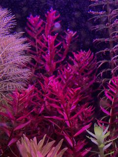 (Category: ) located in . Submitted by drowningplants (Listing ID 1218693810, Image 1). Description: .