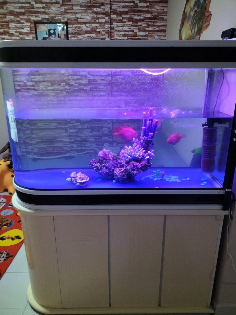 3 1 2 crystal fish tank Pet Supplies Homes Other Pet
