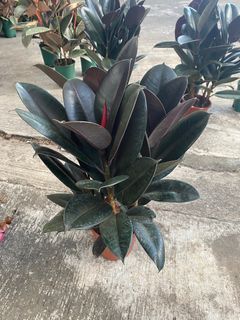 4 Plants in 1 Pot Black Prince Rubber Tree