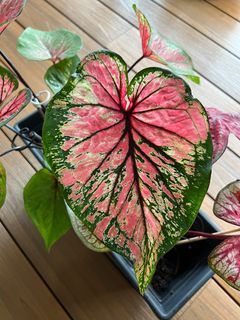 Caladium - Thai hybrid