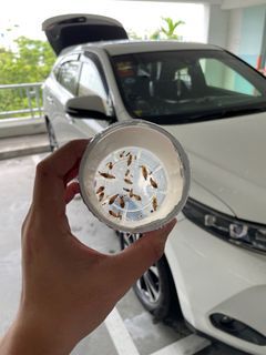 Car Fumigation and steaming service