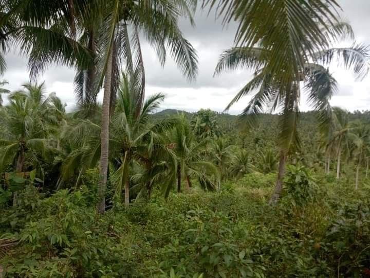 Farm lot for sale camarines norte, Property, For Sale, Lot on Carousell