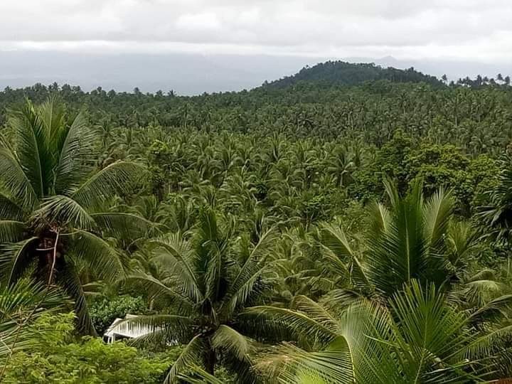 Farm lot for sale camarines norte, Property, For Sale, Lot on Carousell