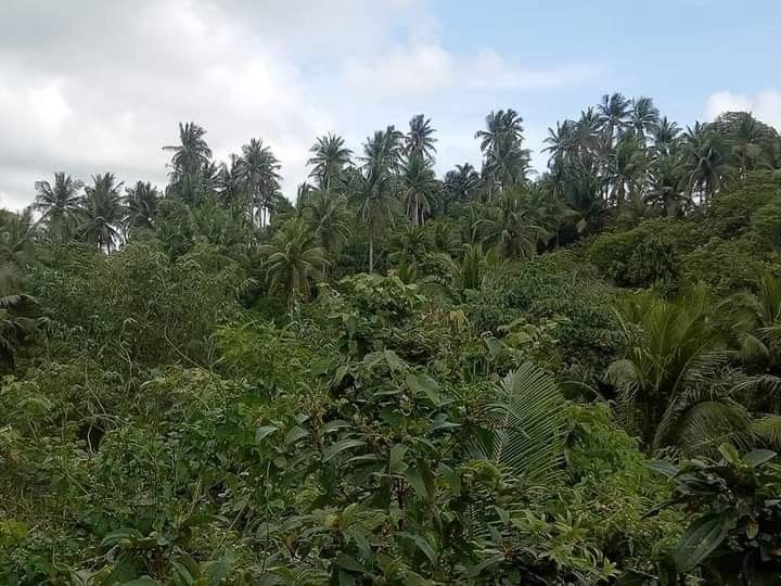 Farm lot for sale camarines norte, Property, For Sale, Lot on Carousell