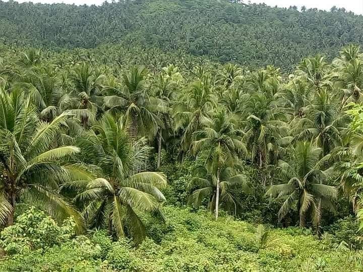 Farm lot for sale camarines norte, Property, For Sale, Lot on Carousell