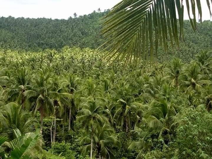 Farm lot for sale camarines norte, Property, For Sale, Lot on Carousell