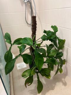 (Category: ) located in . Submitted by bingieee (Listing ID 1218882458, Image 1). Description: .