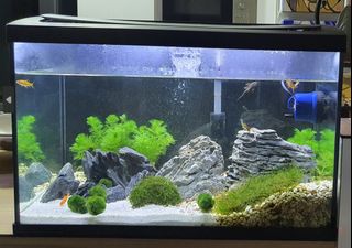 (Category: ) located in . Submitted by onejadeapple (Listing ID 1218755322, Image 1). Description: .