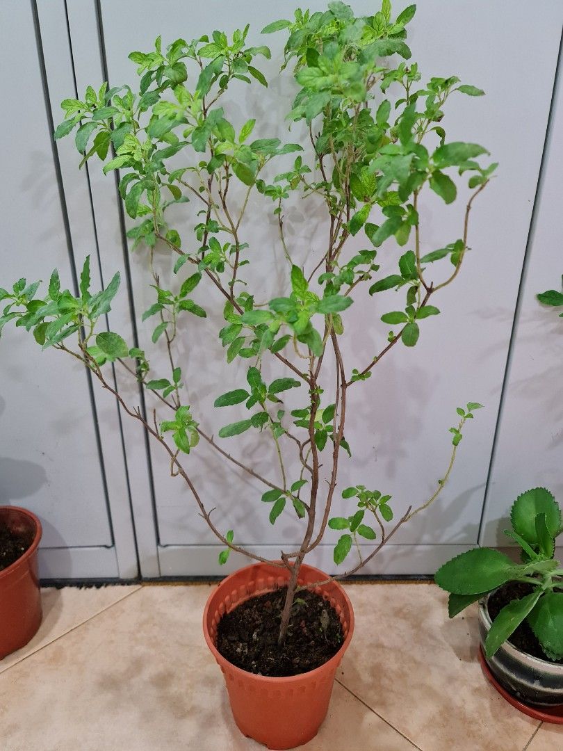 Holly Basil Plant / Thulasi Plant / Thulsi Plant, Furniture & Home