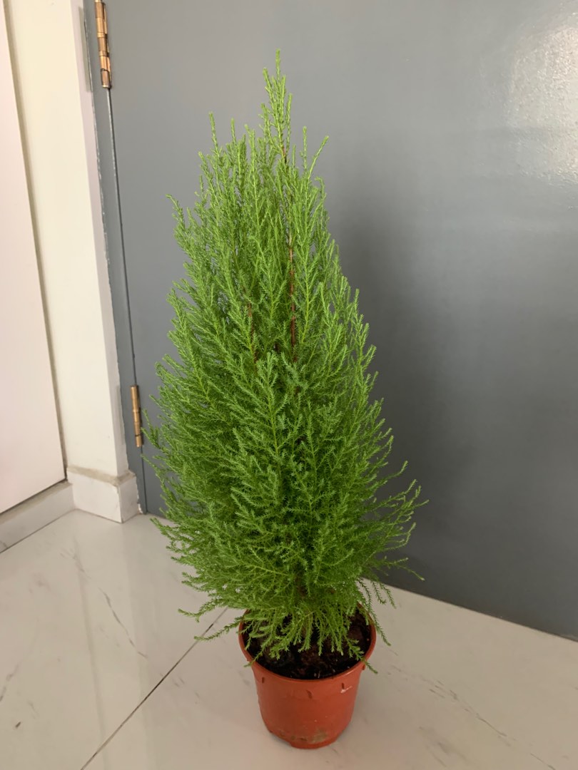 Lemon Cypress plant (Monterey Cypress), Furniture & Home Living