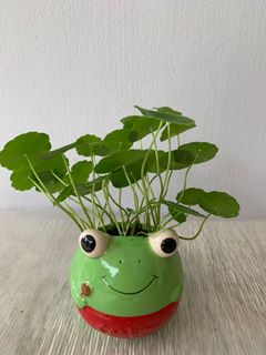 (Category: ) located in . Submitted by sera_garden (Listing ID 1218827785, Image 1). Description: .