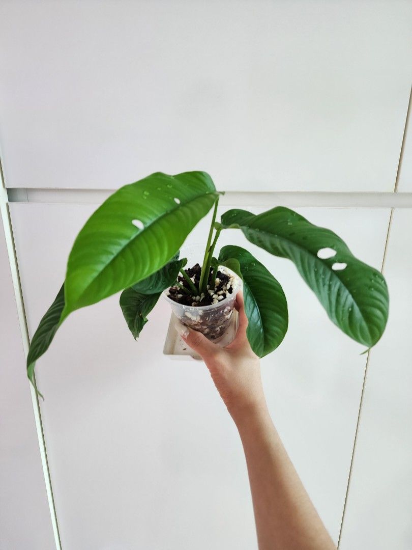 Raphidophora Foraminifera, Furniture & Home Living, Gardening, Plants