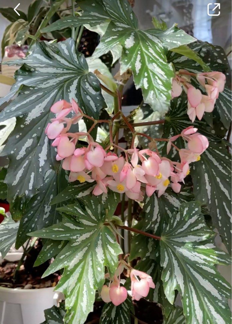 Sophie Cecile Begonia (Angel Wing), Furniture & Home Living, Gardening
