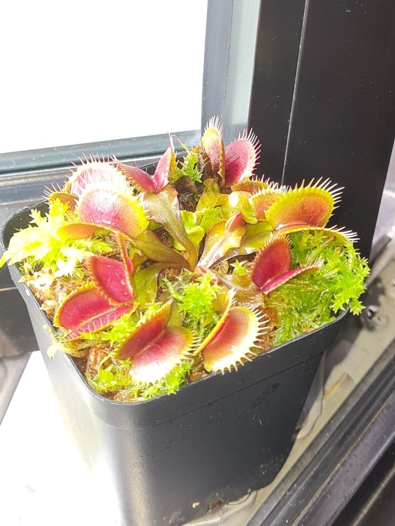 Bulk Mixed Dionaea Muscipula - Venus Flytrap Seeds | Primrose Trading
