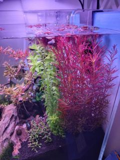 全套魚缸連造景.