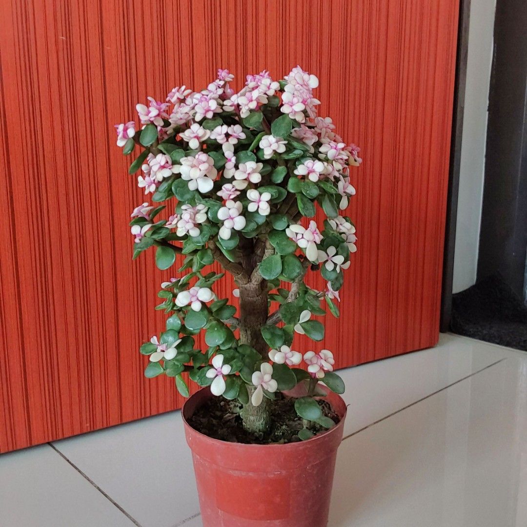 Bonsai Jade Plant, Furniture & Home Living, Gardening, Plants & Seeds