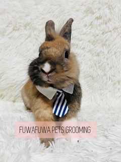 (Category: ) located in . Submitted by fuwafuwapets (Listing ID 1215434904, Image 1). Description: .