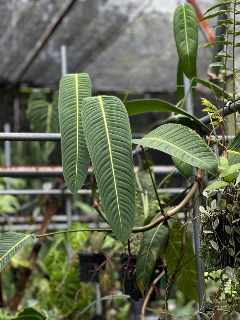 Philodendron Heterocraspedon, Furniture & Home Living, Gardening, Plants &  Seeds on Carousell