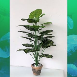 (Category: ) located in . Submitted by alyeow_flowery (Listing ID 1219091843, Image 1). Description: .