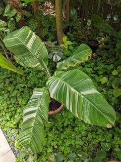 (Category: ) located in . Submitted by plantplayground (Listing ID 1219020296, Image 1). Description: .