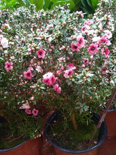 Manuka Tea-tree 松紅梅