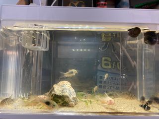 （分類：）位於 。 由 legomanming 提交（商品編號 1218971442，圖片 1）。簡介： 。