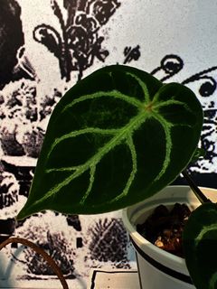 Plants Collection item 3