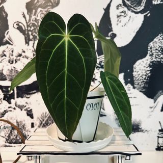 Anthurium Papillilaminum x Waroquenum