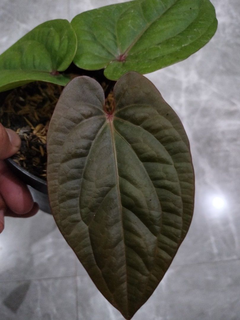 Anthurium dress RBC x carladress RLs1 • germinated seeds main image 1