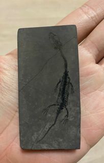 （分類：）位於 。 由 be_fossils_with_you 提交（商品編號 1219192234，圖片 1）。簡介： 。