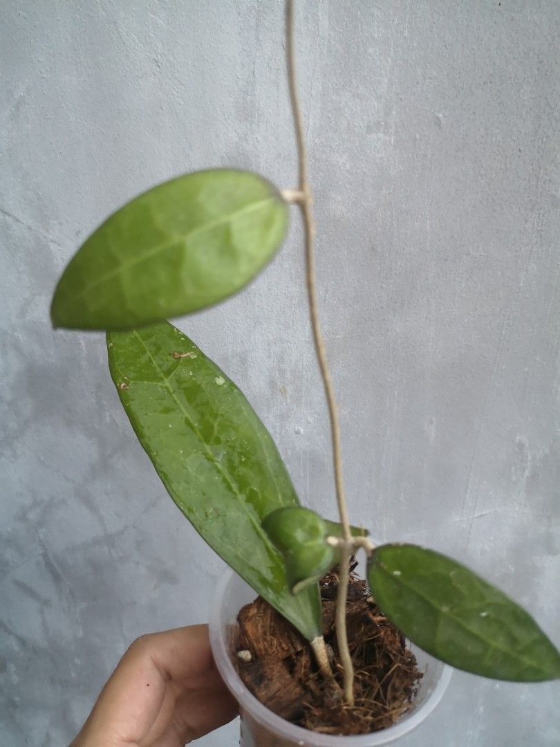 Hoya verticillata amoena (Category: Plants & Seeds) located in Cainta. Submitted by tanom.ph (Listing ID 1219162322, Image 1). Description: .