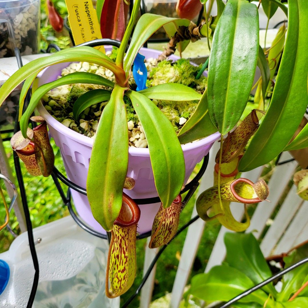 Nepenthes (Fusca x Maxima) x Ventricosa Hybrid Exotic Pitcher Plant ...