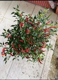 organic edible chilli chili padi plant in pot