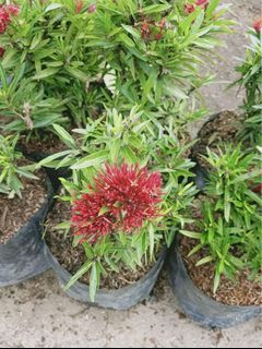 santan maki
