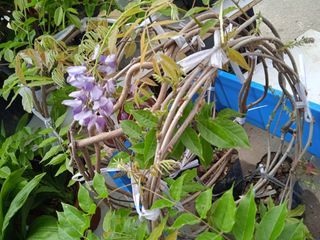 Wisteria Flower 日本紫藤