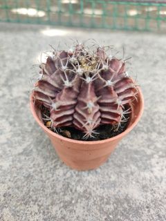 Cactus 5.5pot