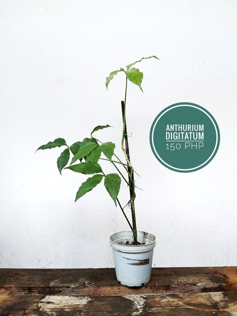 Digitatum Anthurium on Carousell