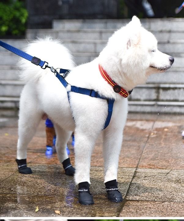 Puppy hotsell rain boots