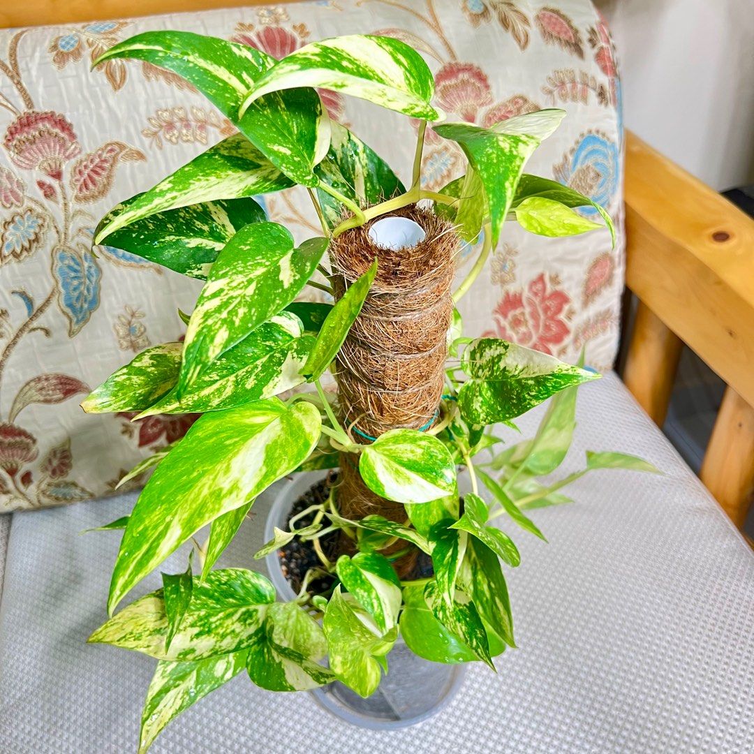 Variegated Epipremnum Pinnatum Aurea, Furniture & Home Living, Gardening,  Plants & Seeds on Carousell