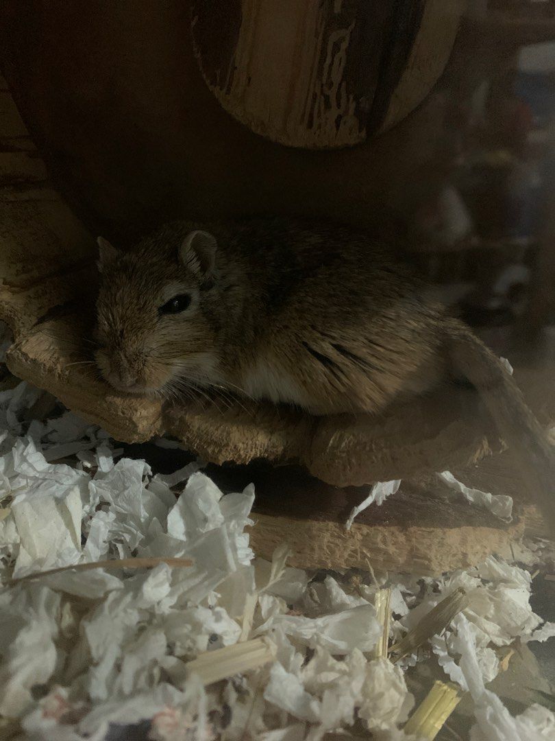 Hamster gerbil Cage tunnel, Pet Supplies, Homes & Other Pet Accessories ...