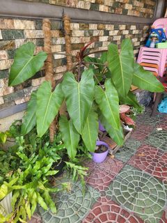 Philodendron Dark Lord (Huge)