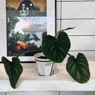Plants Collection item 1