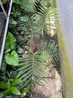 Philodendron tortum (big size)