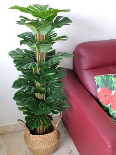 1.2m monstera $68 | basket $15 | Qxpress $10 | artificial plant local supplier | indoor | outdoor | home decor | decoration |