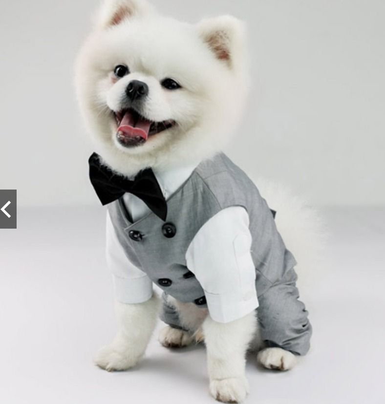 Pc dog deals clothes