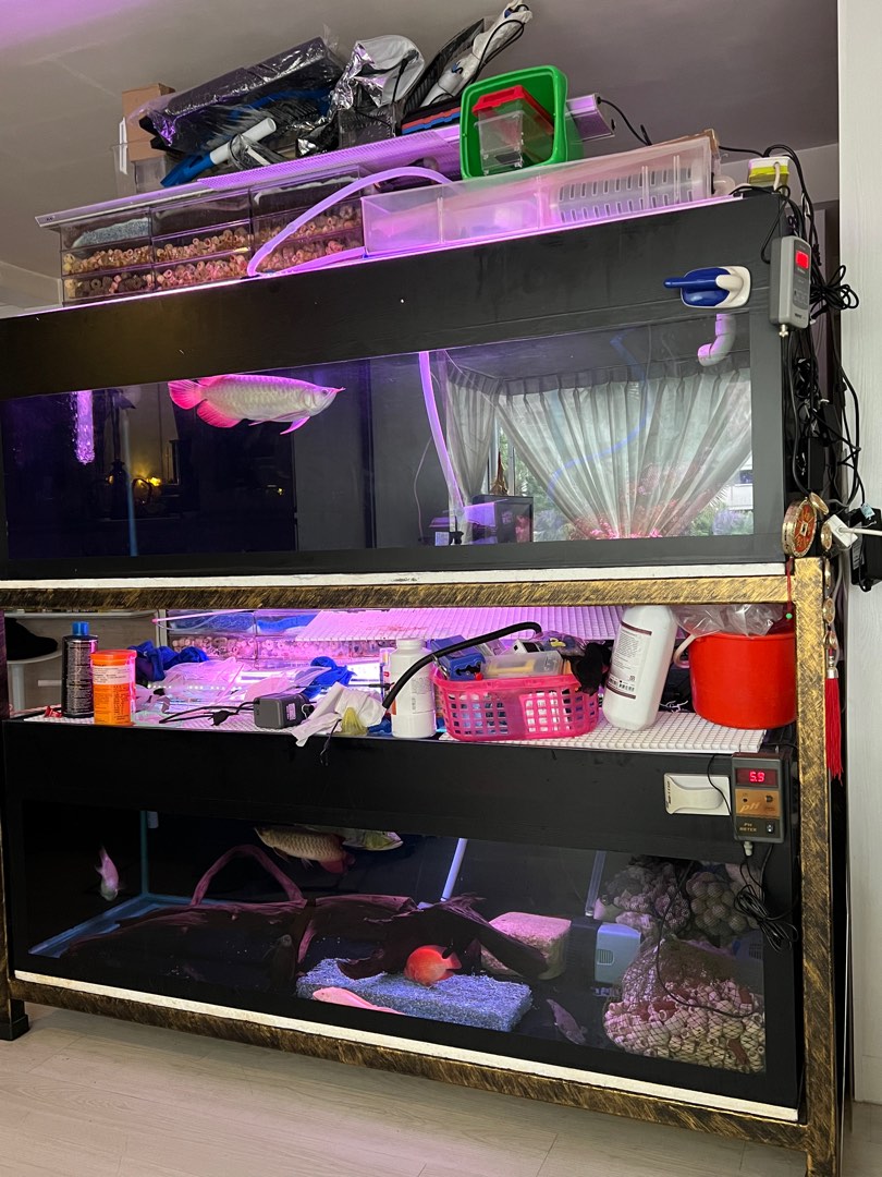 6ft tanks, Pet Supplies, Homes & Other Pet Accessories on Carousell