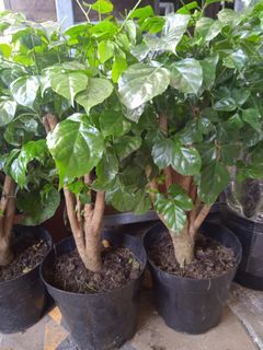 Radermachera Hainanensis Merr 綠寶樹