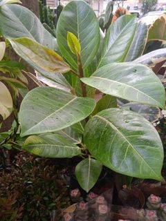 Ficus Microcarpa Golden Leaves 黃金榕